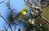 Townsend's Warbler